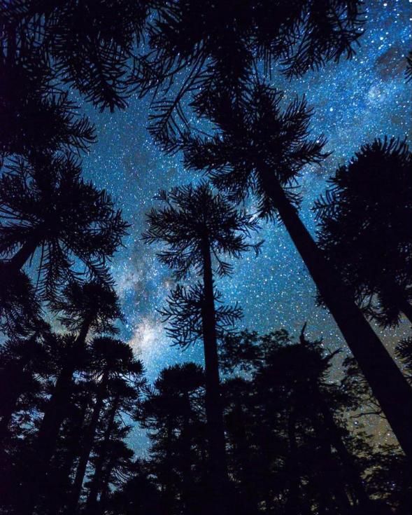 Araucarias contra un cielo estrellado