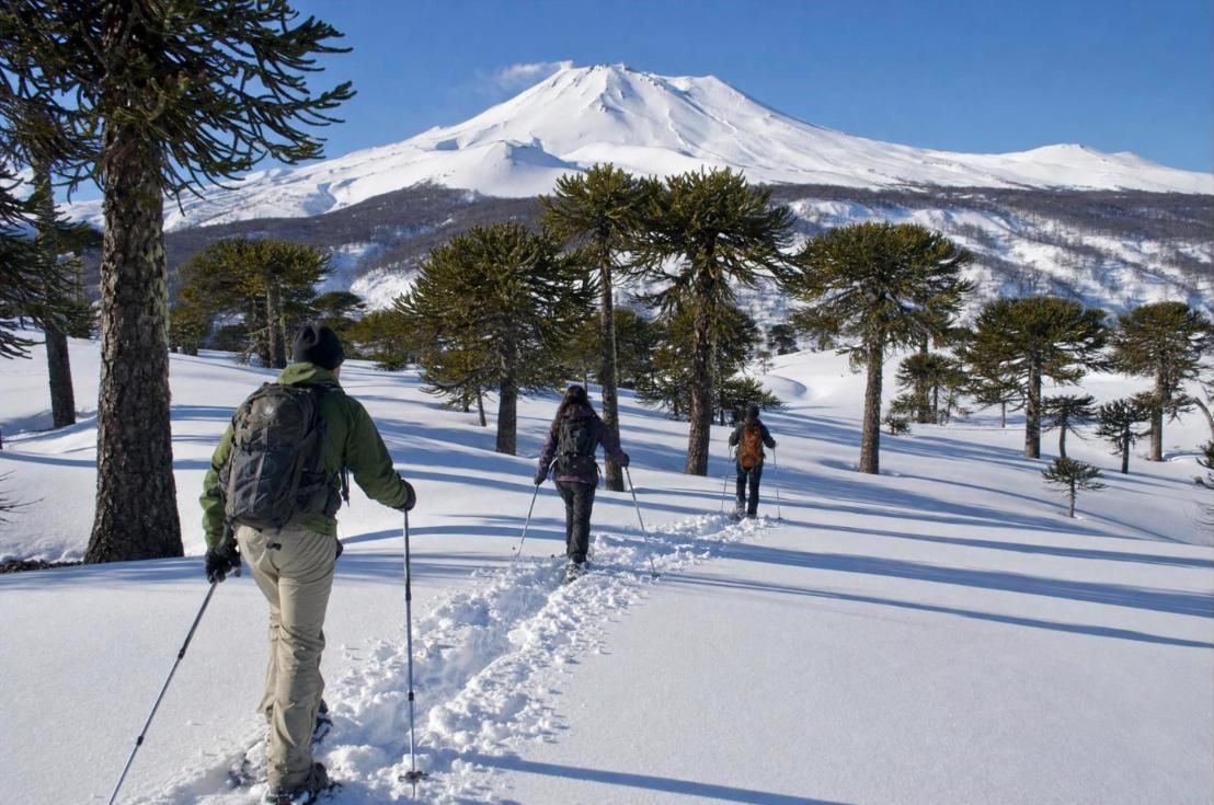 Caminata con raquetas entre araucarias nevadas