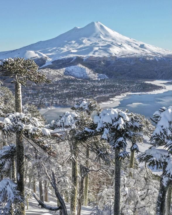 Araucarias nevadas frente a un volcán y una laguna