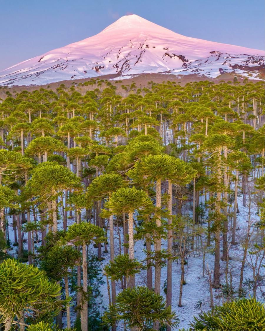 Bosque de araucarias con un volcán nevado al amanecer
