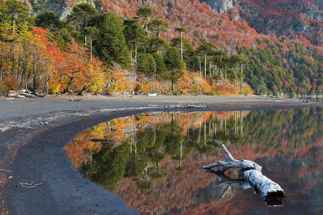 Laguna con araucarias y bosque en otoño, Lonquimay