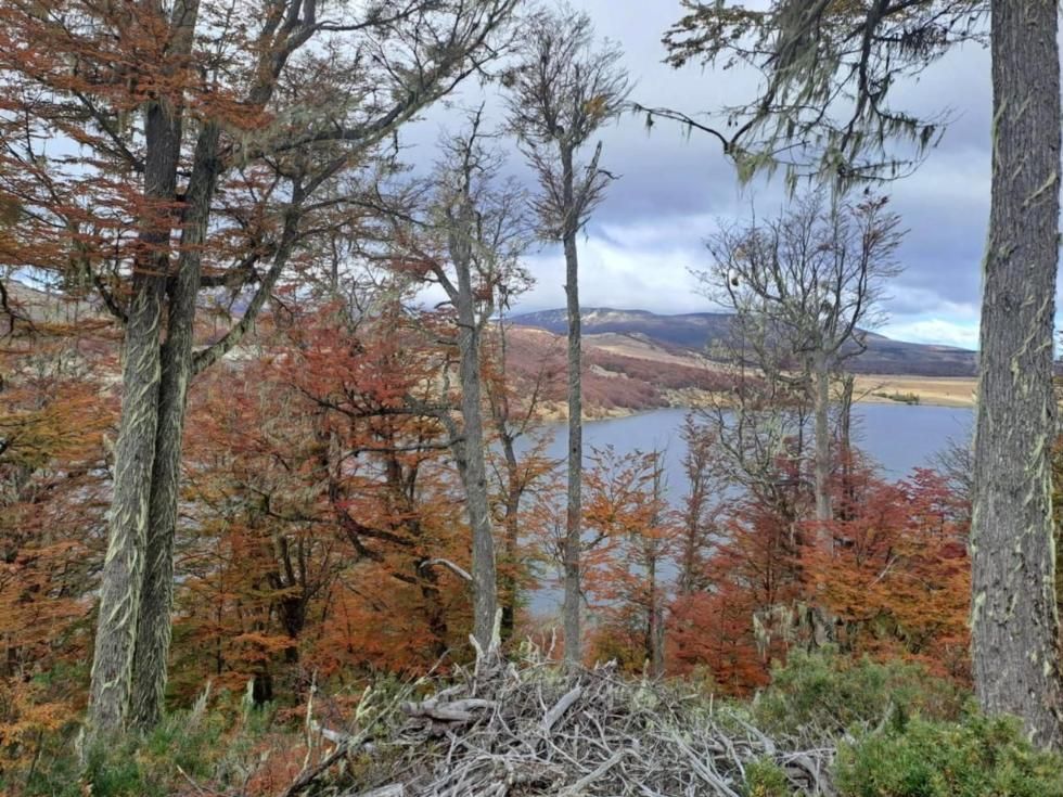 Lengas rojas en otoño sobre el Lago Pollux