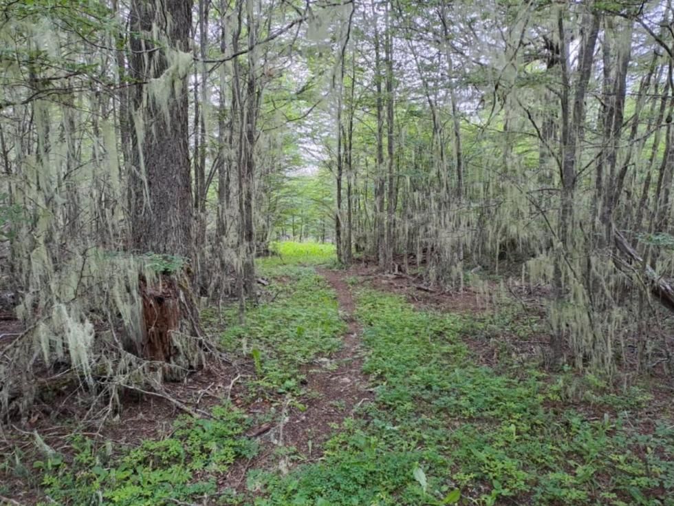 Sendero en un bosque con barba de viejo