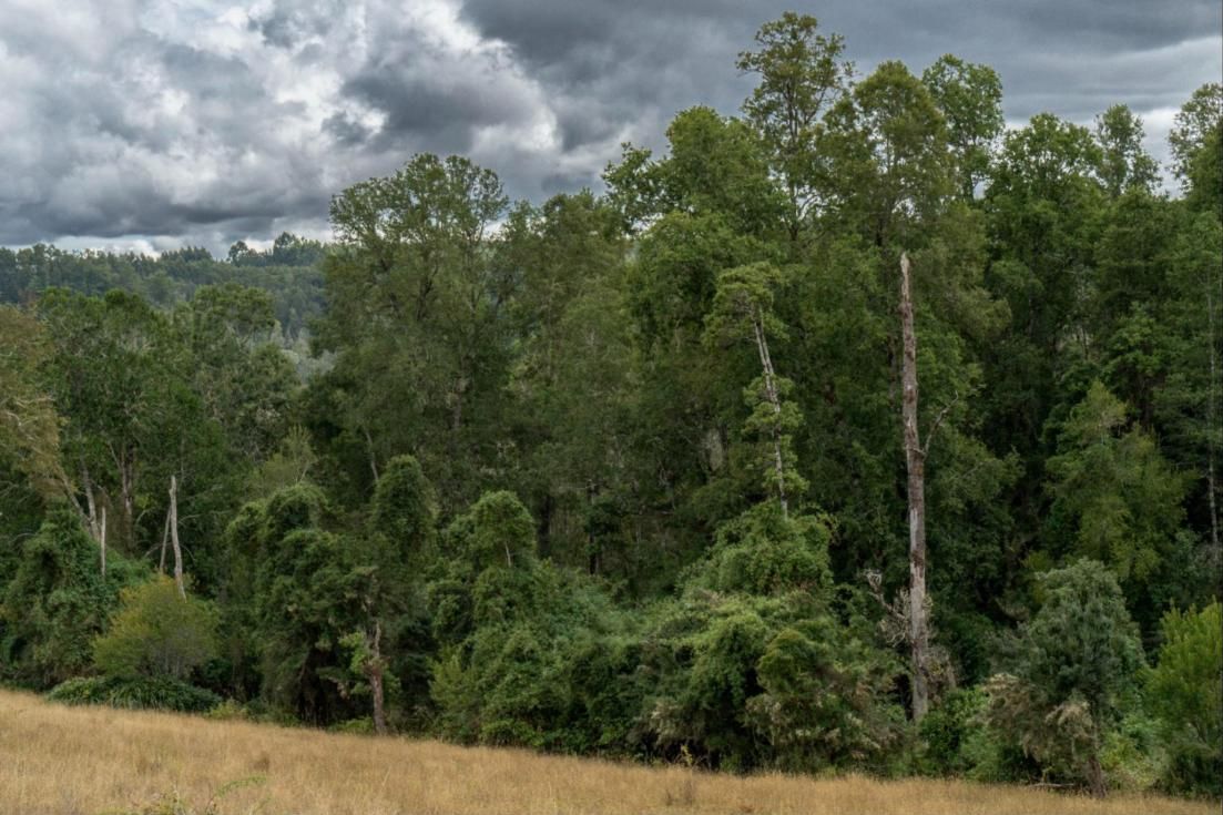 Bosque nativo frondoso