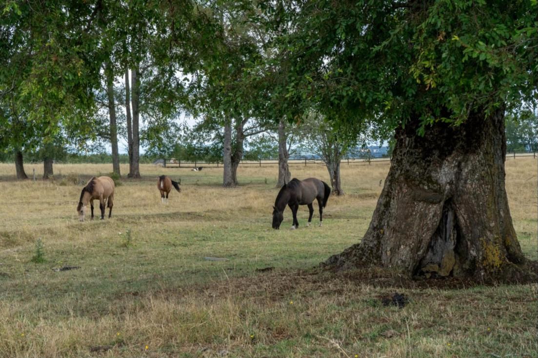 Caballos pastando bajo un gran árbol