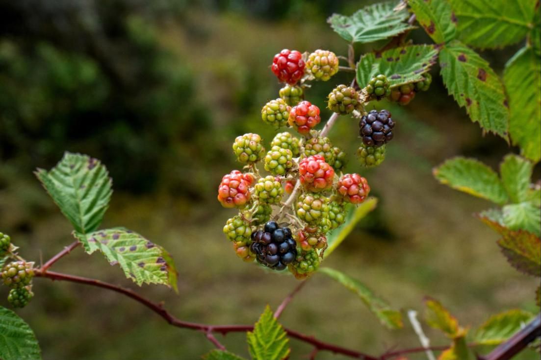 Moras silvestres en el predio