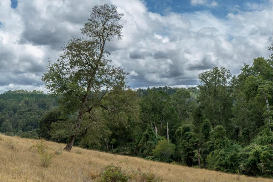 Lomas con un árbol nativo