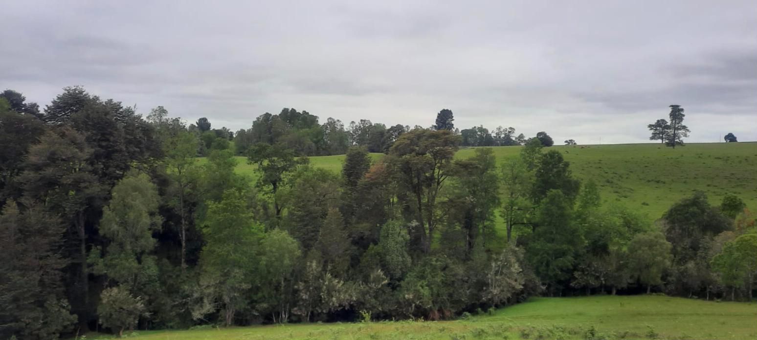 Pradera plana bordeada de bosque