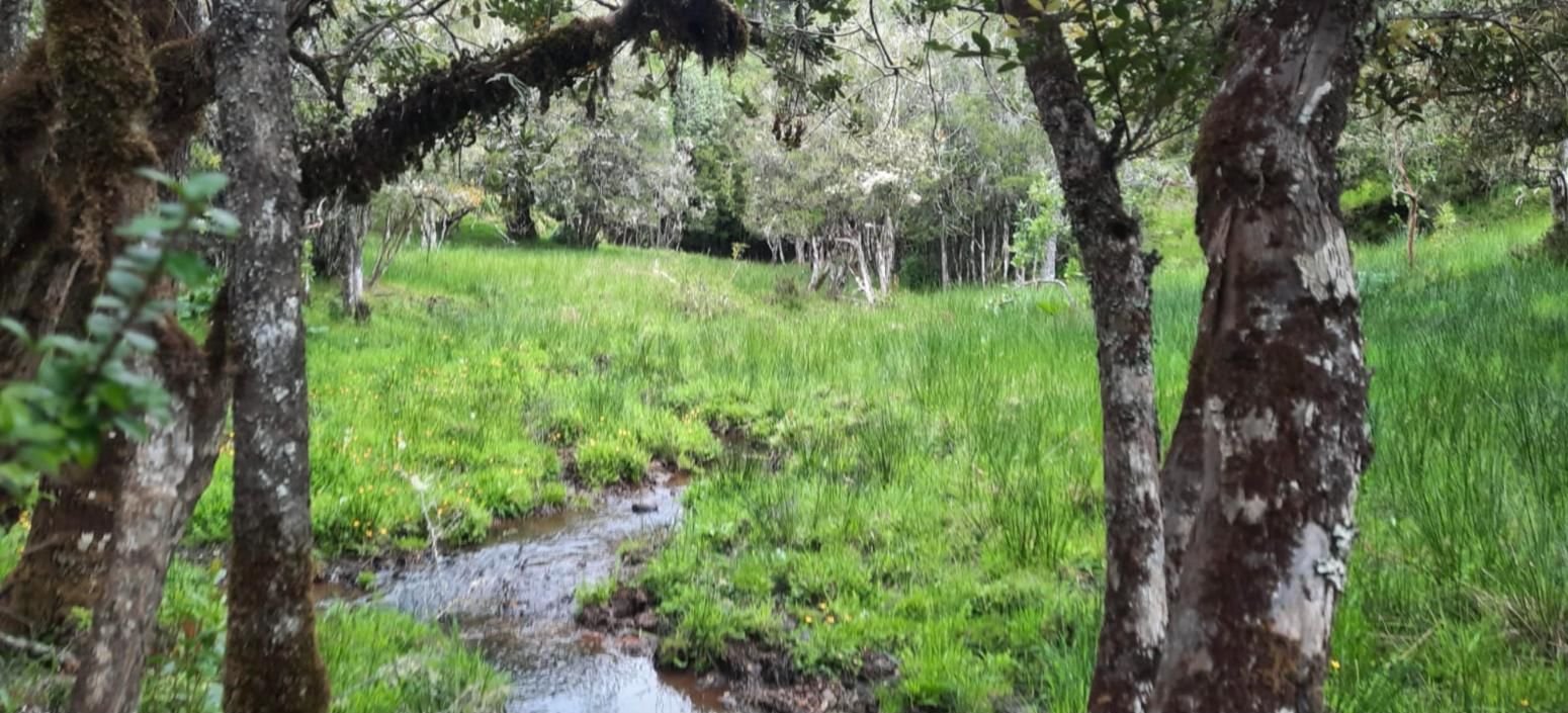 Estero que cruza una pradera entre árboles