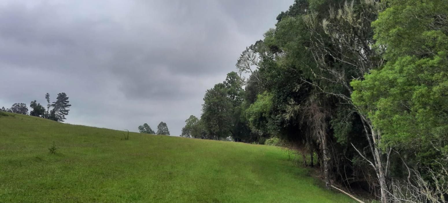 Pradera verde junto al bosque nativo